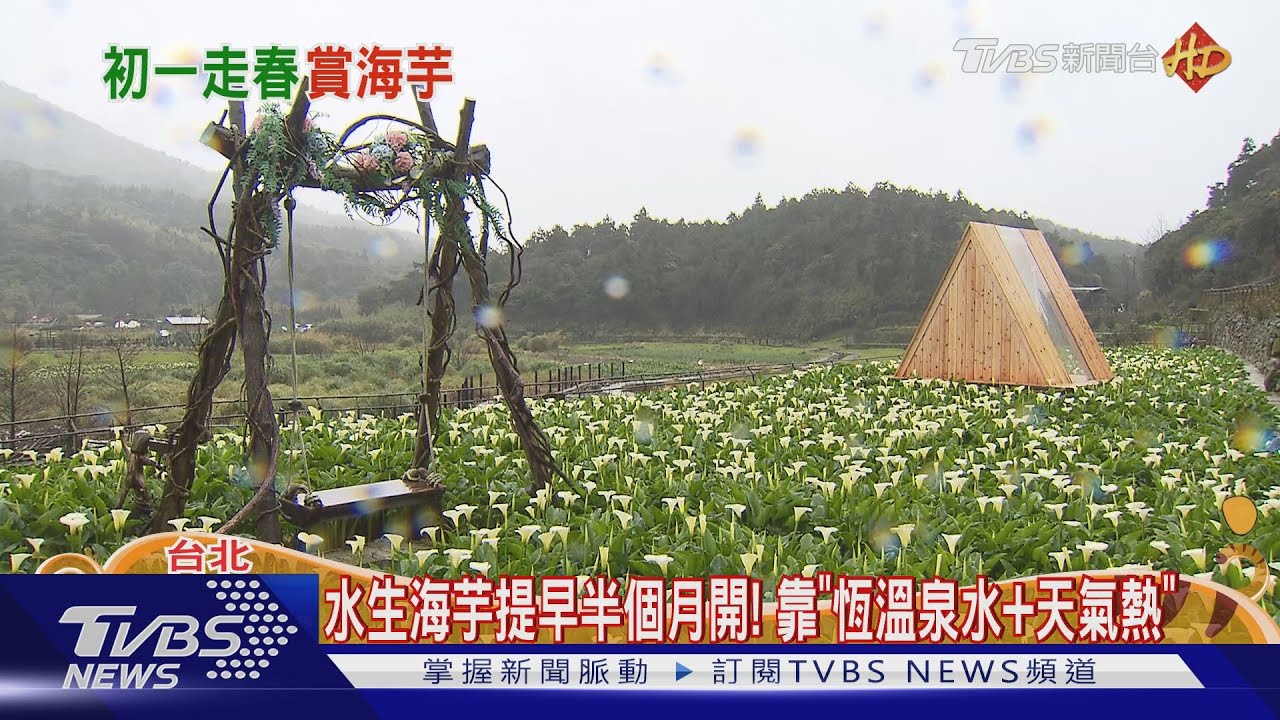 難得!海芋提早開2至3成 過年賞花竹子湖走春