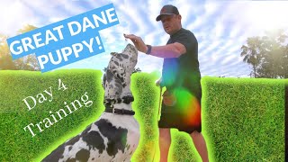 Great Dane Puppy Training!