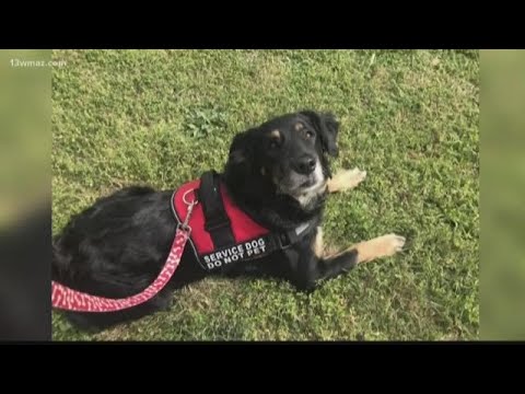 YouTube video about: Are service dogs required to wear a vest?