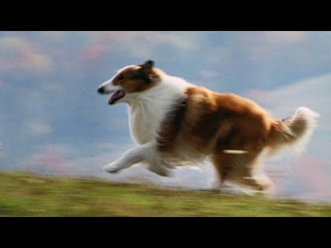 Lassie Movie Trailer