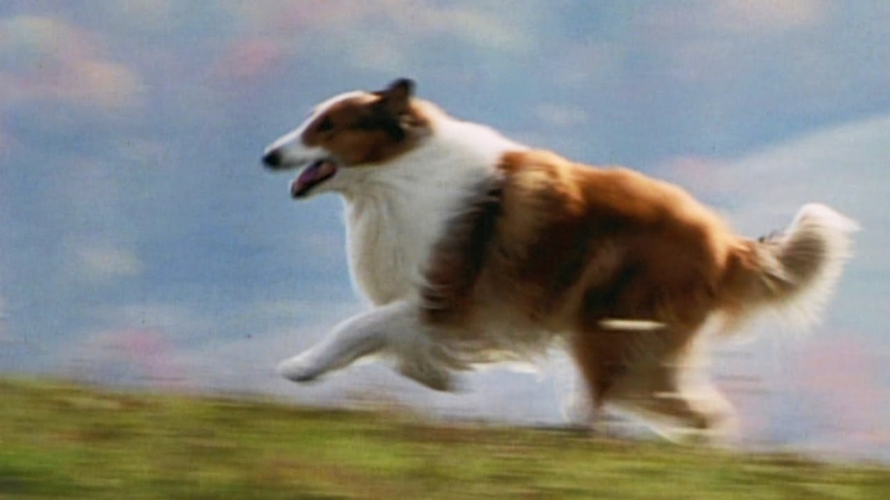 Lassie: Overview, Where to Watch Online & more 1
