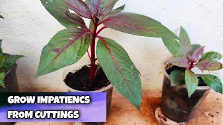 How to grow impatiens from cuttings | impatiencs plant propagation