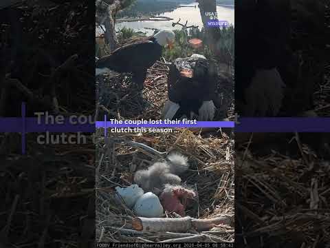 Famous Big Bear eagles welcome chicks to their nest