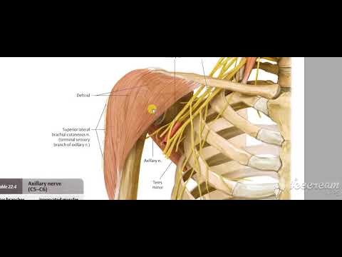 Axillary nerve 1