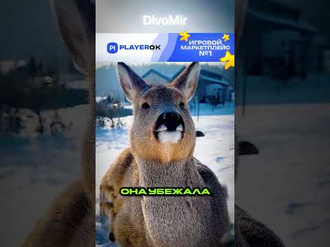 самая ГЛУПАЯ косуля Сибири