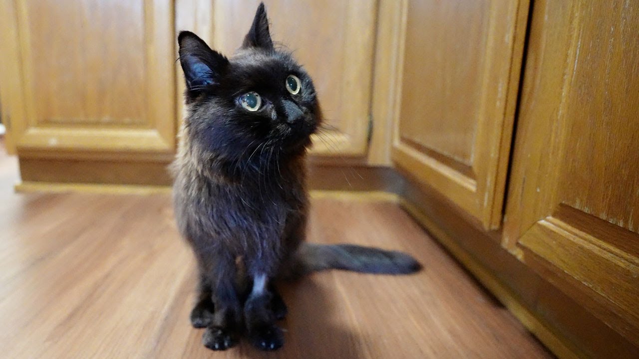 しおは生きようとしている