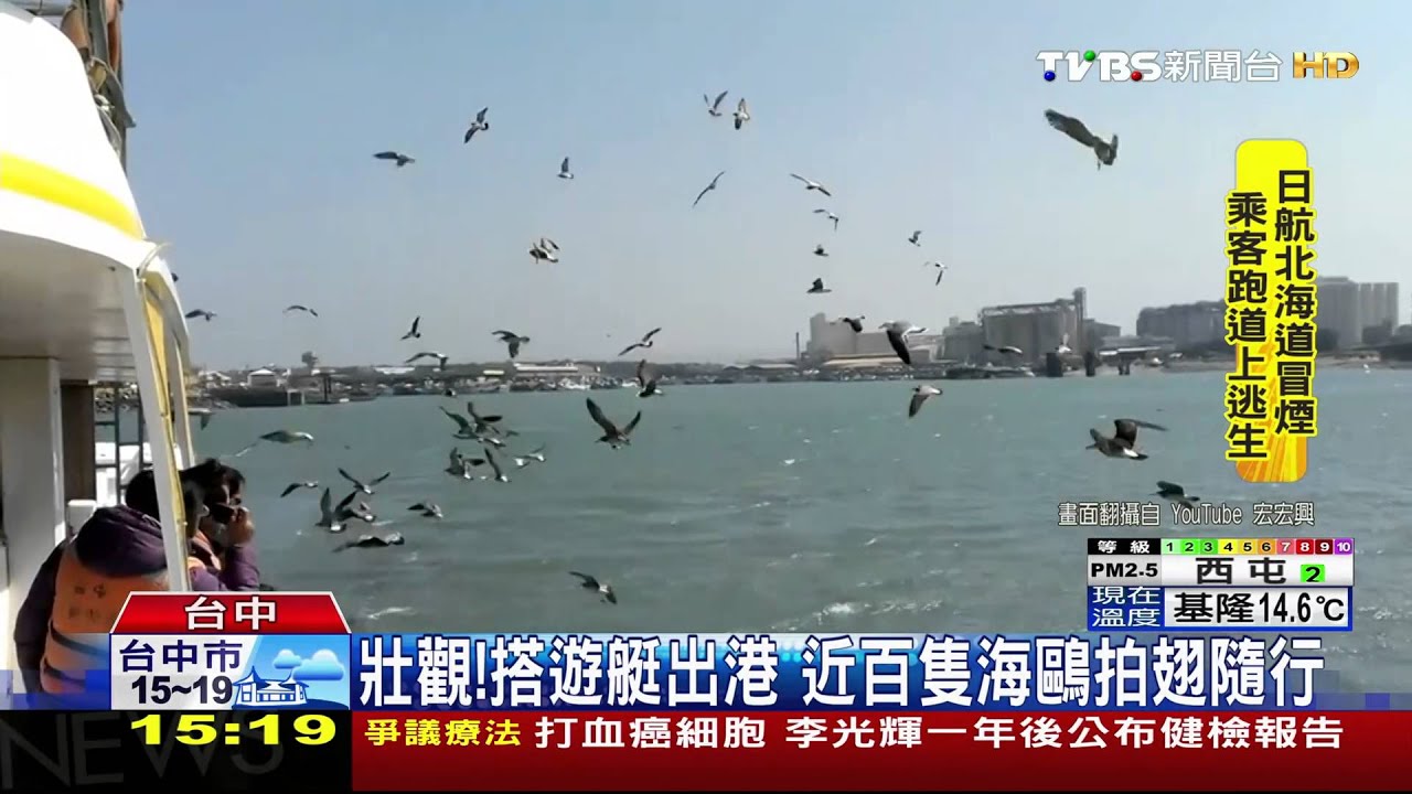 壯觀!搭遊艇出港 近百隻海鷗拍翅隨行