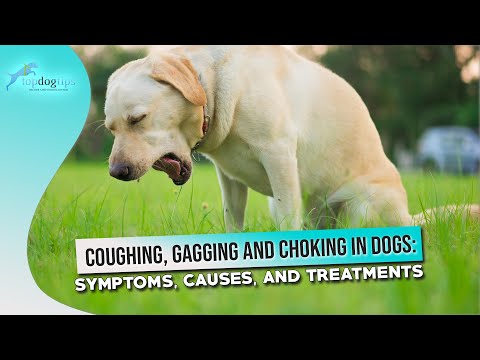 YouTube video about: Why is my dog dry heaving and coughing?