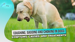 Coughing, Gagging and Choking in Dogs Symptoms, Causes, and Treatments