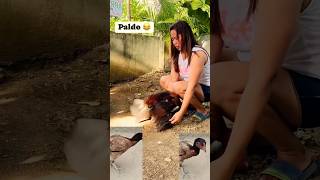 Download lagu aseel murgha and hens #aseelmurga #aseel #pets #shorts #youtubeshorts #ytshorts #rooster mp3