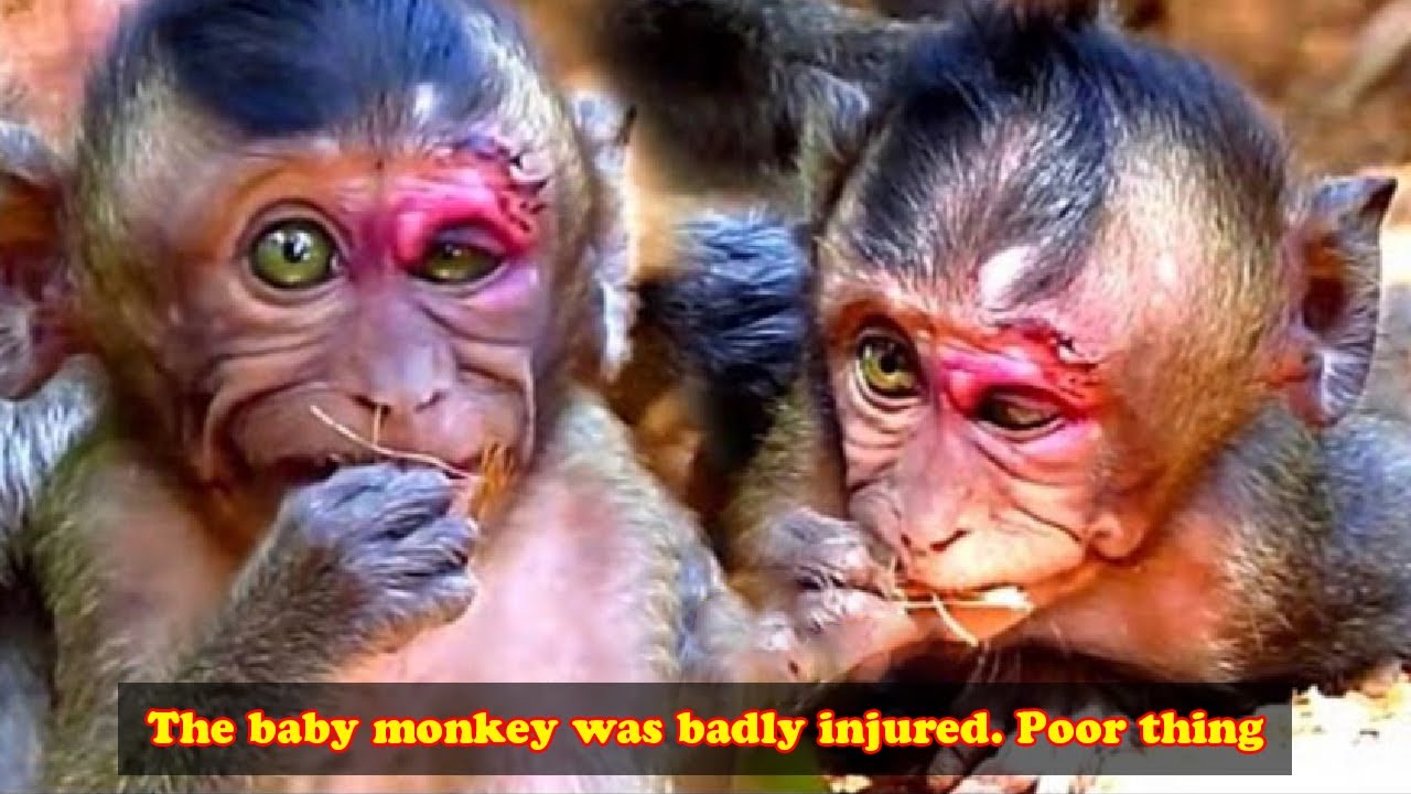 The baby monkey is seriously injured, will it ever recover?