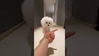 Download lagu white puppy dog action ❤️🥰 #shorts #trending #funny #lifeisbutadream #comedy #viralvideo mp3