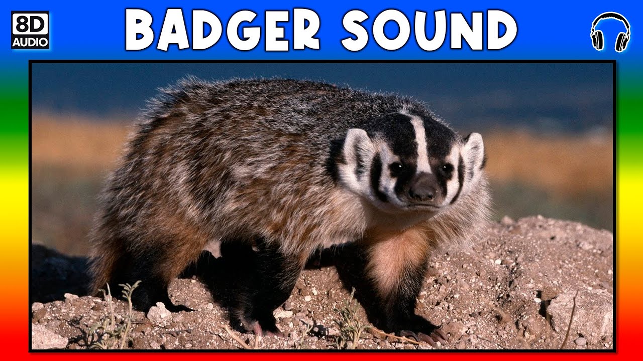 🦡 BADGER SOUND - BADGER SOUND EFFECT - SOUND OF BADGER - NOISE OF BADGER