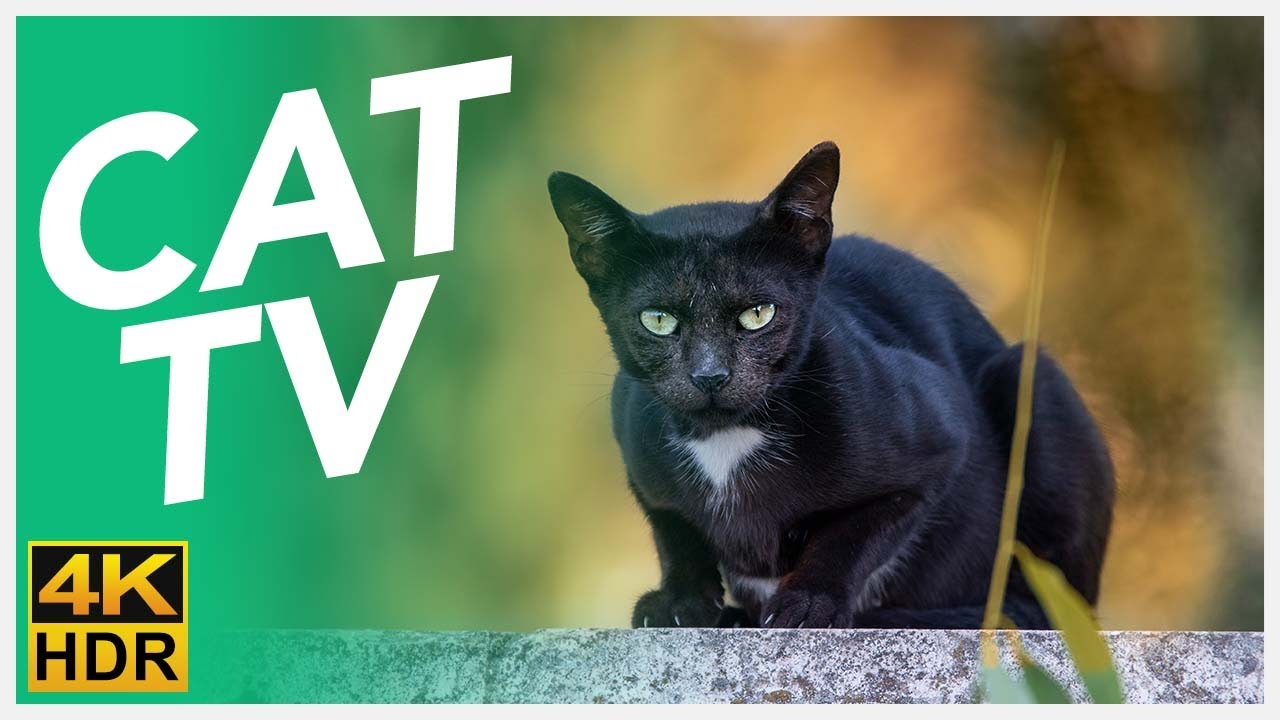 YouTube video preview