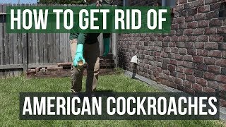 How to Get Rid of American Cockroaches (4 Easy Steps)