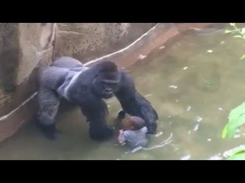 harambe vs lesbians