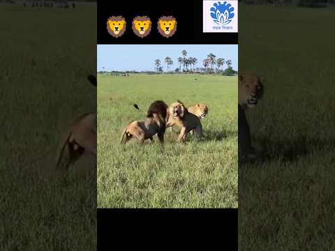 Male lions fighting for territory 😱😱 | 💥💥 Wonderful Animal Kingdom 140 💥💥 #short #animals #lion