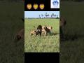 Male Lions Fighting For Territory Wonderful Animal Kingdom 140 Short Animals Lion