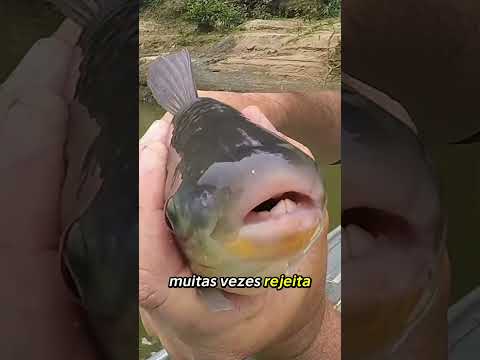 PIAUÇU MITO OU VERDADE #peixe #pesca #pescaria #pescacombambu #pescador #piau #tilapia #traíra