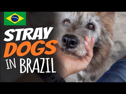 STRAY DOGS IN BRAZIL