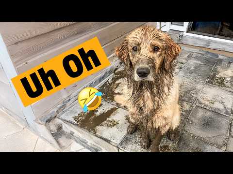 We Don't Deserve Golden Retrievers | FUNNIEST Dog Shorts