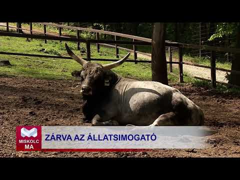 Videó előnézet
