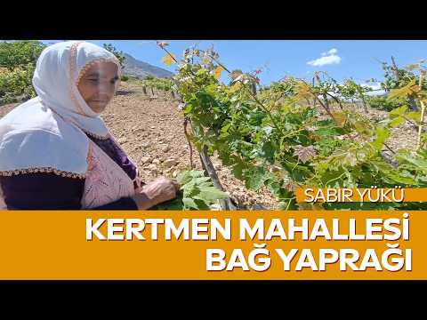 Dalından Sofraya Lezzet Yolculuğu! Kertmen Mahallesi'nde Bağ Yaprağı Geleneği