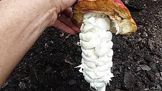 VITAMINA DO CACAU,MEL E ATÉ MESMO AS CASCAS DO FRUTO USADO PARA ESTERCO ORGÂNICO.