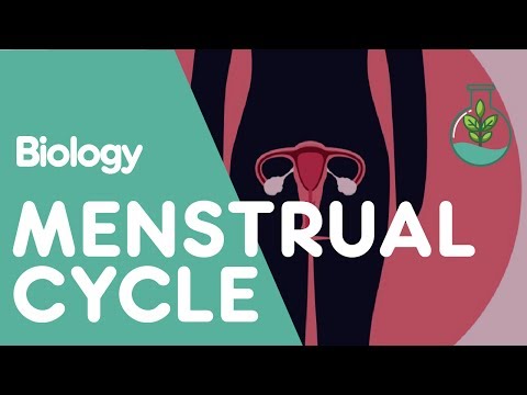 What Is The Menstrual Cycle? | Physiology | Biology | FuseSchool