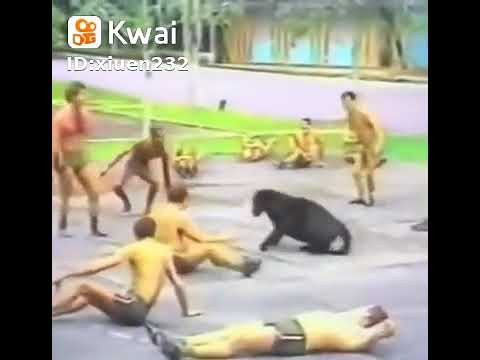 Pelotão Guerra na Selva treinamento com onça