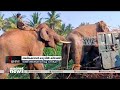 അരിക്കൊമ്പൻ ഒടുവിൽ കീഴടങ്ങി ആശങ്കയാ�