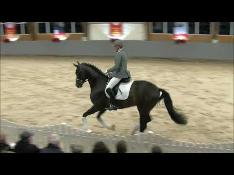 Friedrich der Große - Hengstvorführung Adelheidsdorf 2020