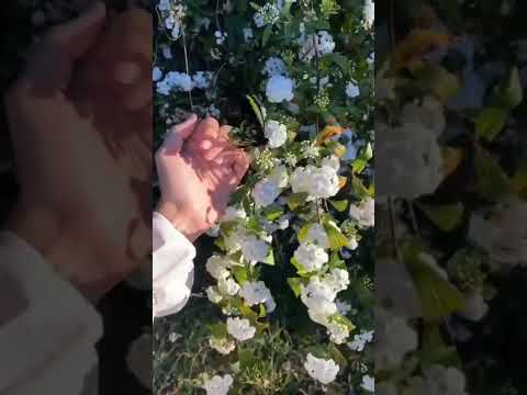 #butterfly #Sudeshna's world 💁‍♀️