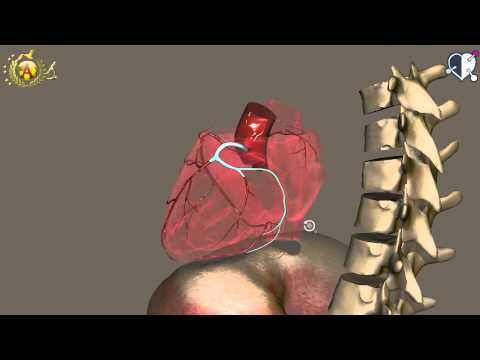 Apparato cardiocircolatorio 06: Cuore - Vascolarizzazione