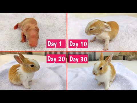 Rabbit Baby Vs 1 Month Adult Size Comparison | Baby Rabbit Growth 1 Day To 30 Days