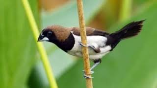 Download lagu Suara Burung Emprit Sawah | Rice Field Emprit Bird Sounds | 0096 mp3 Download lagu Suara Burung Emprit Sawah | Rice Field Emprit Bird Sounds | 0096 mp3