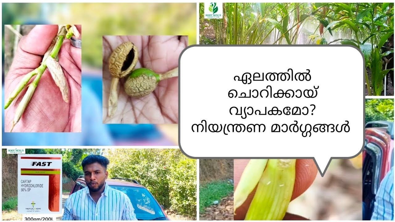 ഏലത്തിൽ ചൊറിക്കായ് വ്യാപകമോ? സമ്പൂർണ നിയന്ത്രണ മാർഗ്ഗങ്ങൾ. | cardamom price | cardamom buy