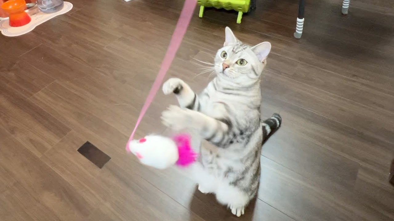 お友達からもらったおもちゃに大興奮の猫