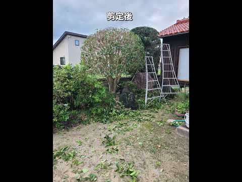 秋に剪定する果樹はどれ？庭師が教えるメンテナンス成功の秘訣！  庭園