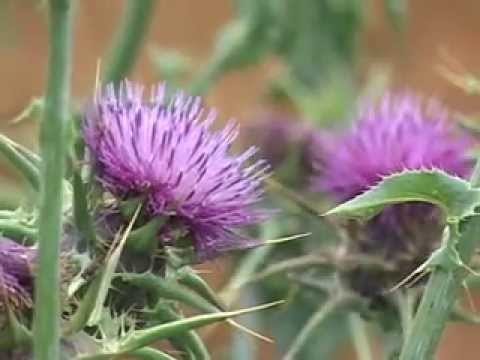 NANCY SAN MARTIN ABORIGEN ES MI TIERRA