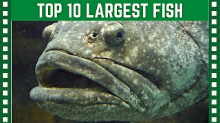 Top 10 Largest Fish in the World| Top 10 Clipz