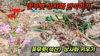 【꽃무릇 상사화 키우기】 누구나 실패없는 꽃무릇 번식은 이렇게 