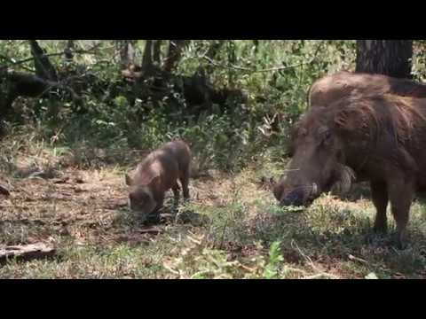 Warthogs Family group (sounder) eating