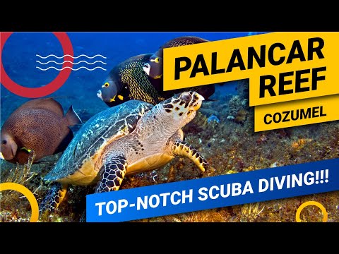 Palancar Reef (Cozumel) Scuba Diving With Dressel Divers