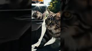 Download lagu #catshorts #kucingbalab #tabrakan #edms #dj #remix #music #djremix #nocopyrightmusic #dancemusic mp3 Download lagu #catshorts #kucingbalab #tabrakan #edms #dj #remix #music #djremix #nocopyrightmusic #dancemusic mp3