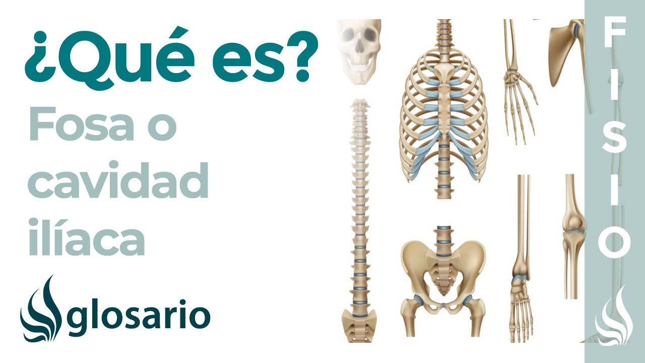 FOSA ILÍACA | Qué es, significado, ubicación, qué órganos contiene y por qué duele
