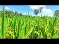 Tamil WhatsApp Status Vivasayam Natural Love Agriculture