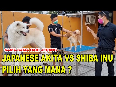 PERBEDAAN JAPANESE AKITA ATAU SHIBA INU - ANJING POPULER DI JEPANG