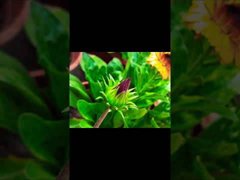 Flower Buds Photography Tutorial #tutorial #shorts #viralshorts