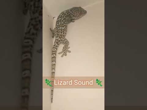 Lizard Sound Effect | Gecko Sound #shorts